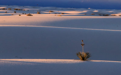 A yucca plant on the crest of a dune with the dune field in the distance in White Sands National Park
