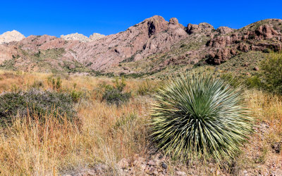 Plant life at the base of the Organ Mountains in Organ Mountains-Desert Peaks NM