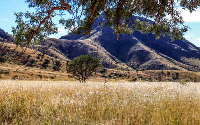 Tall grasses on a prairie along the Dripping Springs Trail in Organ Mountains-Desert Peaks NM