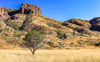 Lone tree on the prairie along the Dripping Springs Trail in Organ Mountains-Desert Peaks NM