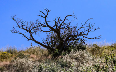 A dead tree in the hills above the Dripping Springs Trail in Organ Mountains-Desert Peaks NM