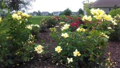 Roses in back - June 2016