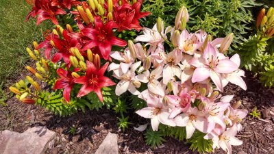 Asiatic lillies in back - June 2016