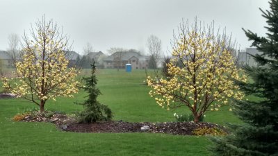 Yellow Butterfly Magnolias and Charlie Brown Christmas tree on East berm - April 2017