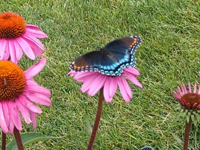 Black_Swallowtail_I_think_on_Coneflower_July_2019.jpg