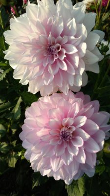 Dahlias_Sept_2016.jpg