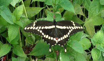 Giant_Swallowtail_I_think_on_Bee_Balm_July_2016
