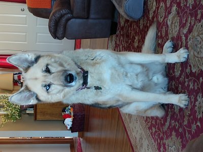 Disraeli aka Diz, RIP big boy 3/25/09 - 2/20/23