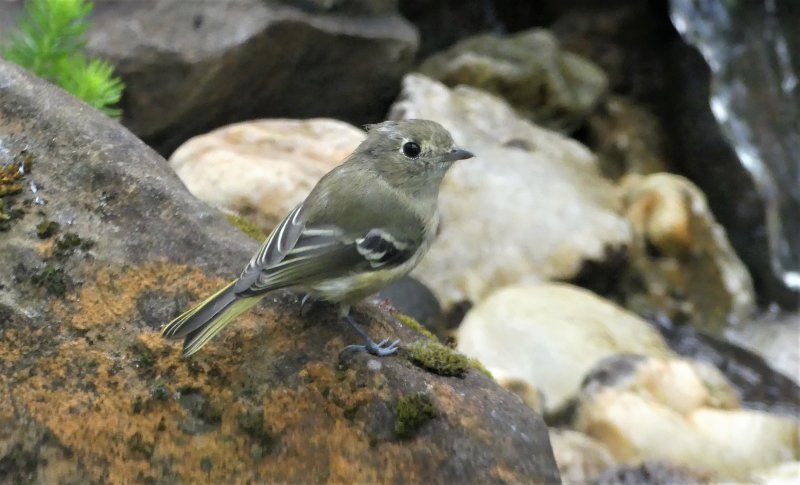 Hutton's Vireo