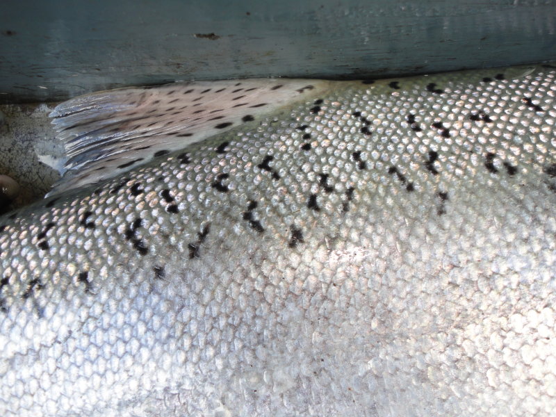 The Fish