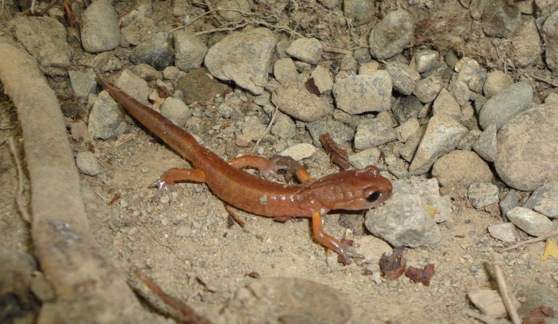 Ensatina