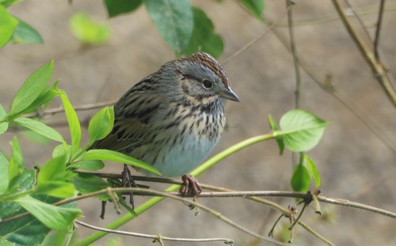 Lincoln's Sparrow