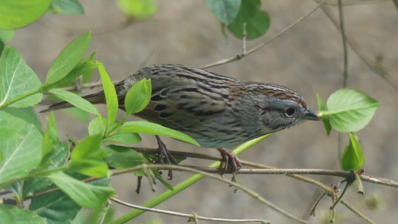 Lincoln's Sparrow