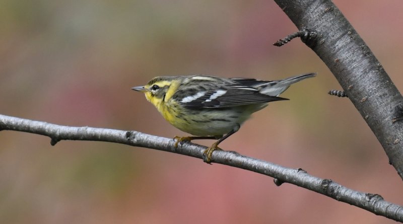 Blackburnian Warbler