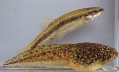 Speckled Dace