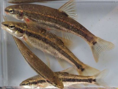 Peamouth and Speckled Dace