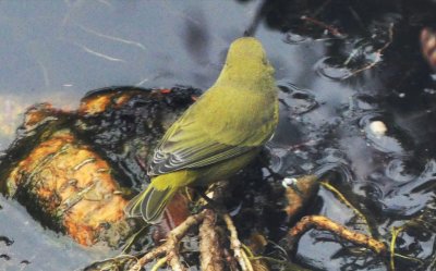 Orange-crowned Warbler