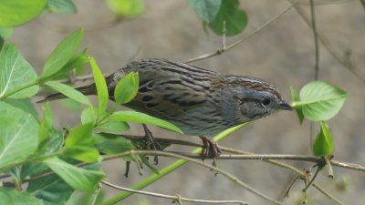 Lincolns Sparrow