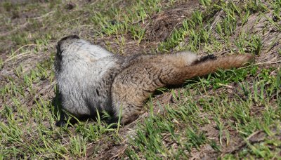 Hoary Marmot