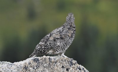 White-tailed Ptarmigan