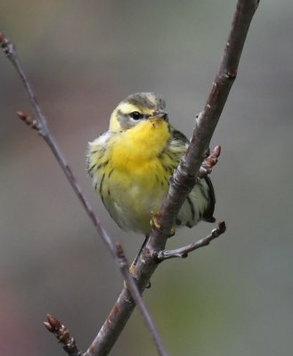 Blackburnian Warbler