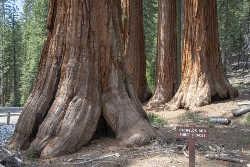 Mariposa Grove California 2019