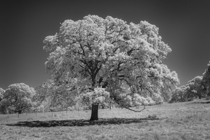 IR Trees