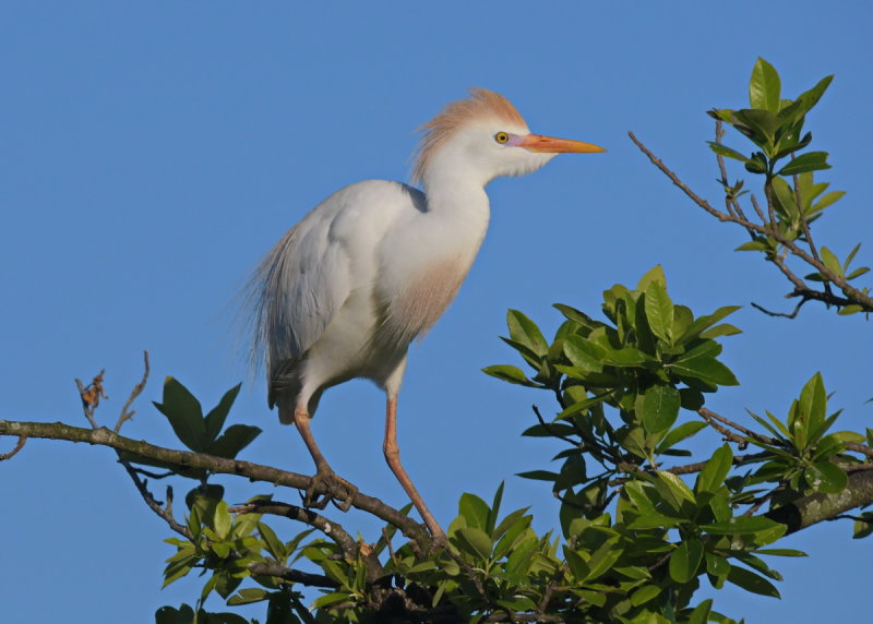 Birds Rookery 2019