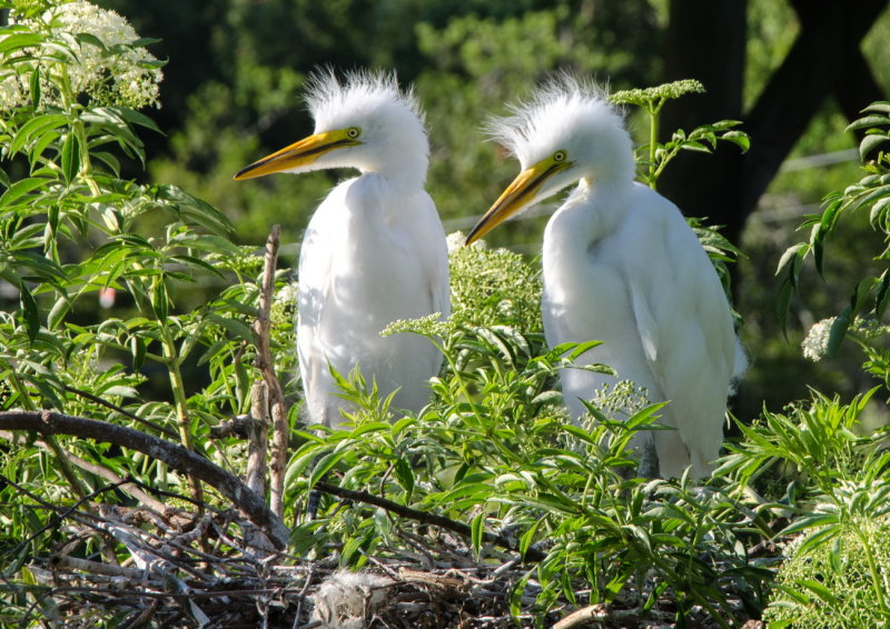 Birds Rookery 2015