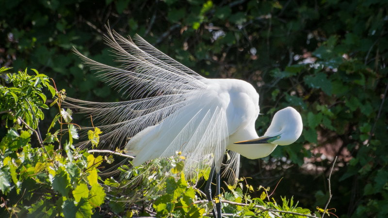 Birds Rookery 2017