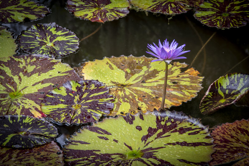 McKee Gardens 2021