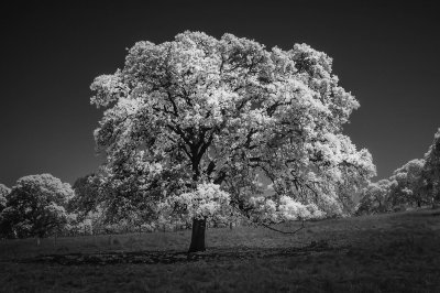 Calif_Oak_IR81.jpg