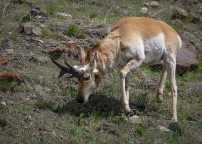 Pronghorn_in_Yellowstone.jpg