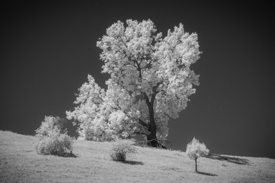 iR Trees-2.jpg