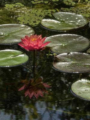 McKee Gardens 2018-_124.jpg