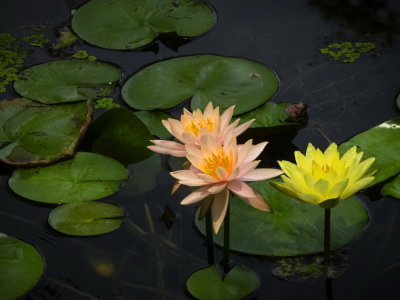 McKee Gardens 2018