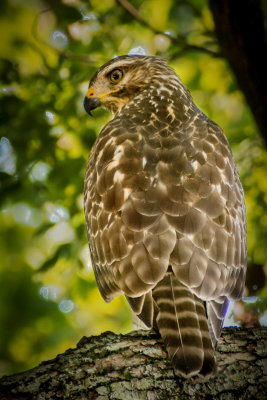 Hawk Back Yard-5_resize.jpg