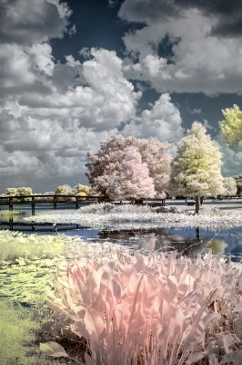 Fun With IR (2).jpg