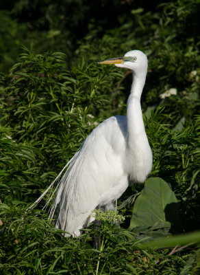 Rookery 2015_01.jpg
