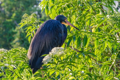 Rookery 2015_02.jpg