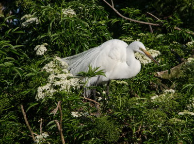 Rookery 2015_03.jpg