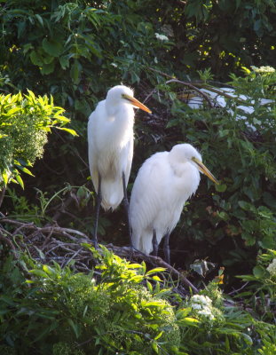 Rookery 2015_04.jpg