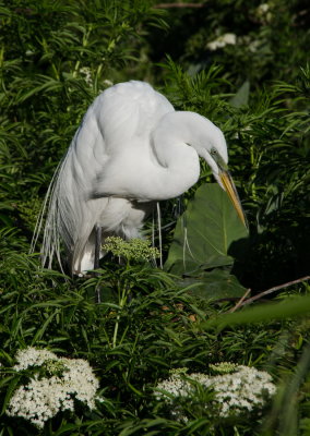 Rookery 2015_07.jpg