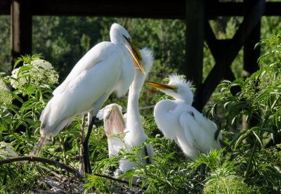 Rookery 2015_08.jpg