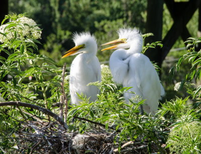 Rookery 2015_10.jpg
