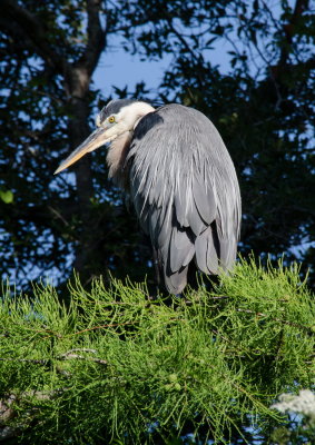 Rookery 2015_13.jpg