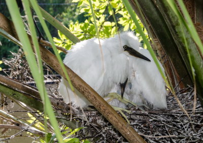 Rookery 2015_14.jpg