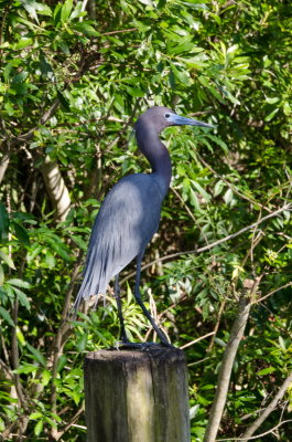 Rookery 2015_15.jpg