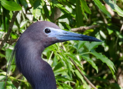 Rookery 2015_16.jpg