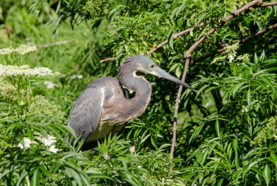 Rookery 2015_17.jpg